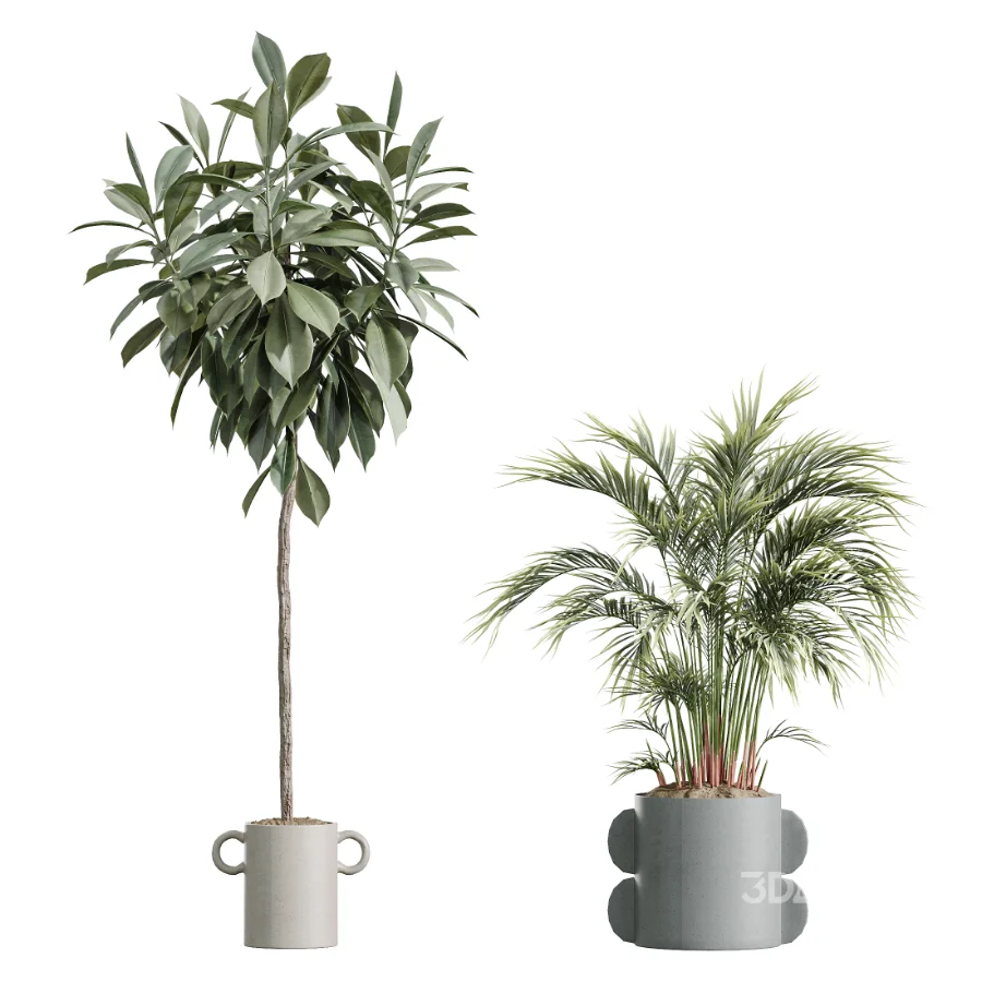 AV Indoor Plants Set 619 Elegant Monstera and Ficus Microcarpa Bonsai and Ficus Cyathistipula and Cat Reed Palm Image 6