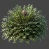 AV Plant Cycas Revoluta Palmfarn Palm Bush 02 - Thumbnail 6