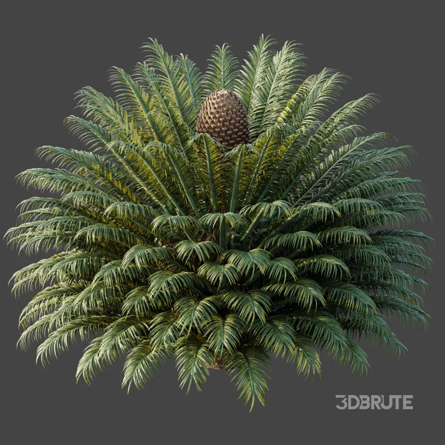 AV Plant Cycas Revoluta Palmfarn Palm Bush 02 Image 6