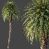 AV Plant Cycas Revoluta Palmfarn Palm Tree 01 - Thumbnail 5