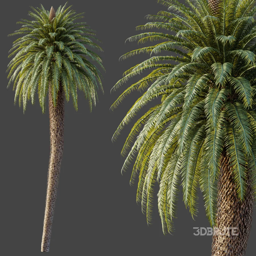 AV Plant Cycas Revoluta Palmfarn Palm Tree 01 Image 5