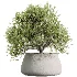 AV Indoor Plants Set 527 Olive Lemon Dragon Ficus Dracaena Marginata - Thumbnail 1