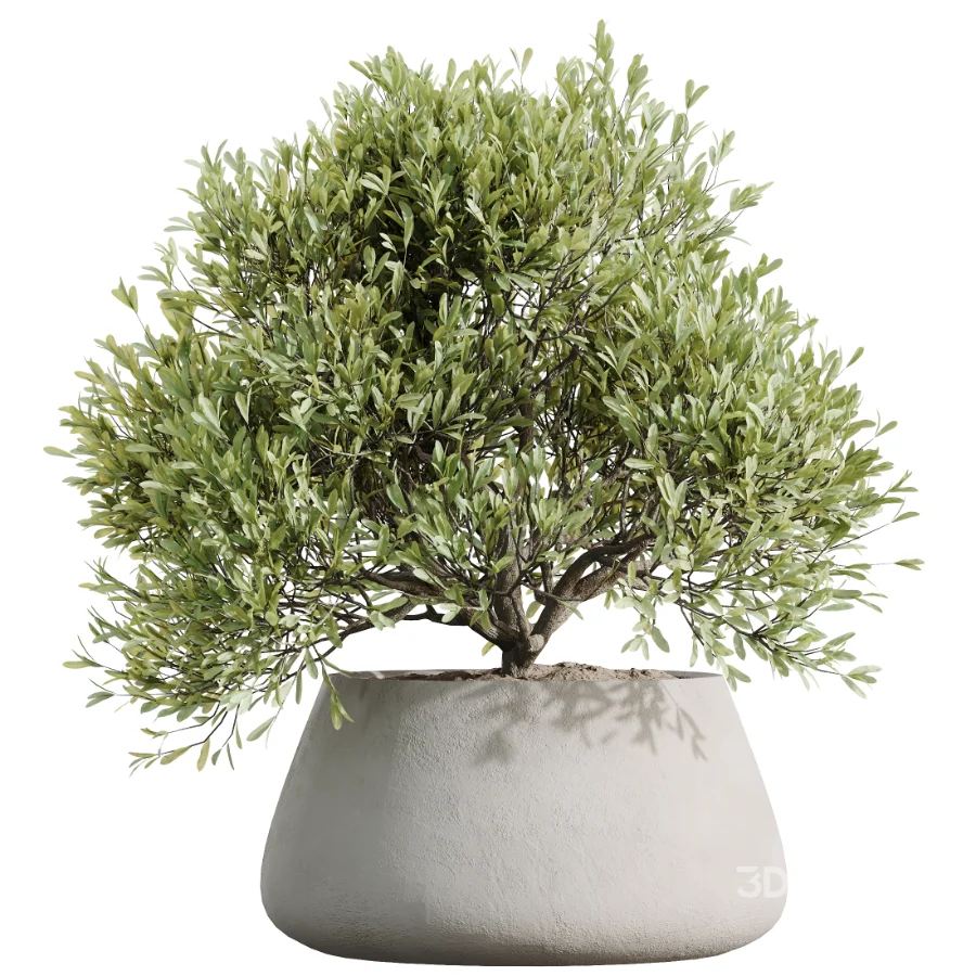 AV Indoor Plants Set 527 Olive Lemon Dragon Ficus Dracaena Marginata Image 1