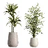 AV Indoor Plants Set 610 Orange Tree Ficus Alnus Glutinosa Lemon Lime - Thumbnail 7
