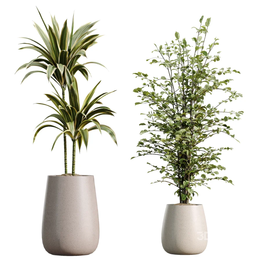 AV Indoor Plants Set 610 Orange Tree Ficus Alnus Glutinosa Lemon Lime Image 7