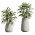 AV Indoor Plants Set 527 Olive Lemon Dragon Ficus Dracaena Marginata - Thumbnail 6