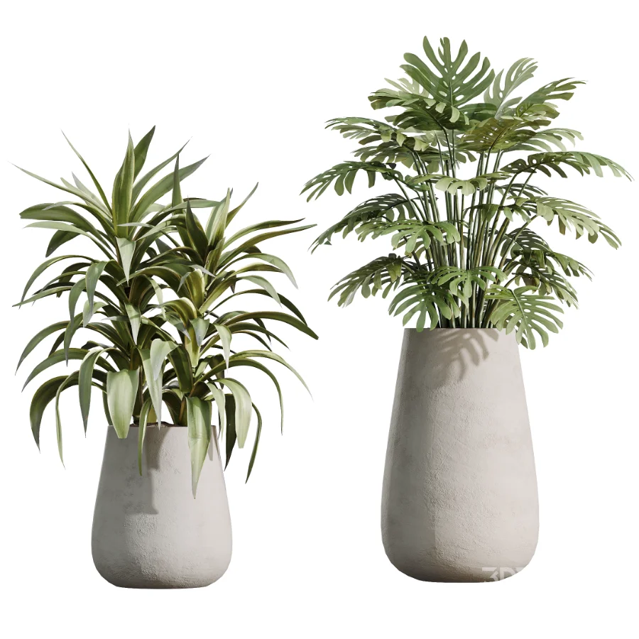 AV Indoor Plants Set 527 Olive Lemon Dragon Ficus Dracaena Marginata Image 6