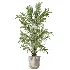 AV Indoor Plants Set 614 Olive Areca Palm Ficus microcarpa Cunjevoi Alocasia - Thumbnail 4