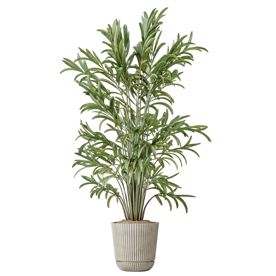 AV Indoor Plants Set 614 Olive Areca Palm Ficus microcarpa Cunjevoi Alocasia Image 4
