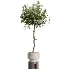 AV Indoor Plants Set 526 Aspidistra Elatior Olive Ficus Palm - Thumbnail 2