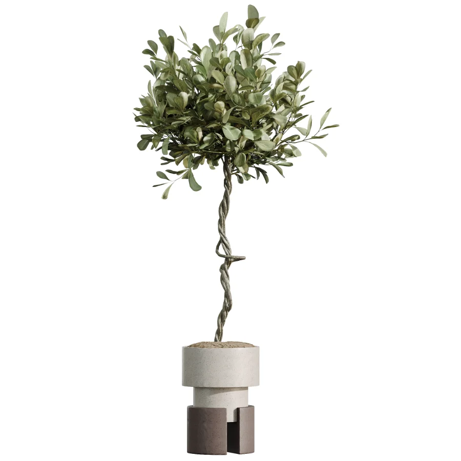 AV Indoor Plants Set 526 Aspidistra Elatior Olive Ficus Palm Image 2