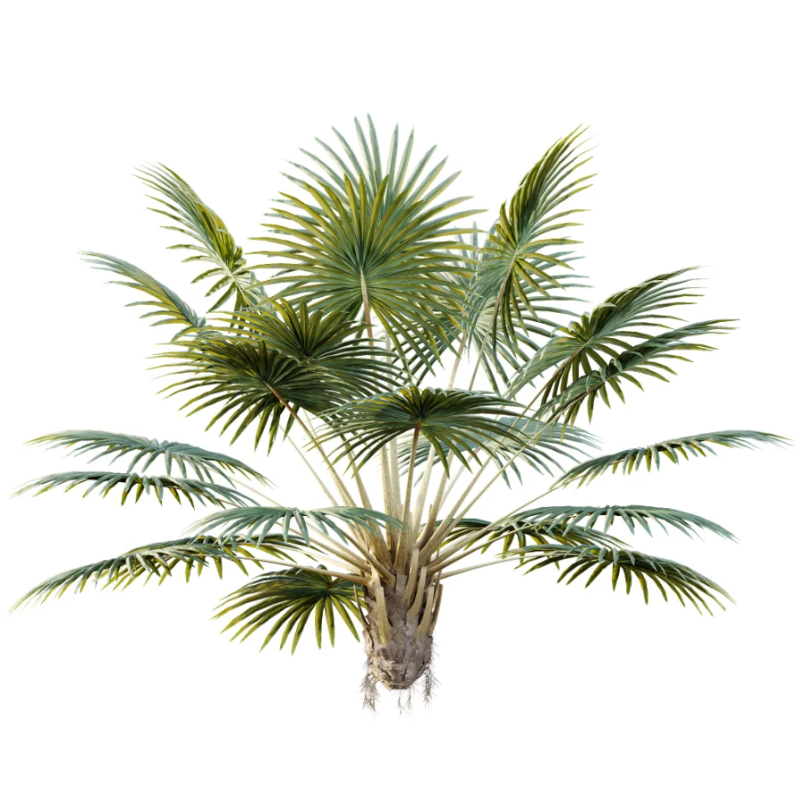 AV Plant Bismarckia Nobilisi Palm Tree 01 Image 1