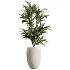AV Indoor Plants Set 613 Olive Eucalyptus and Chemlali Olive and Ravenala Banana and Lemon Lime Cane - Thumbnail 3