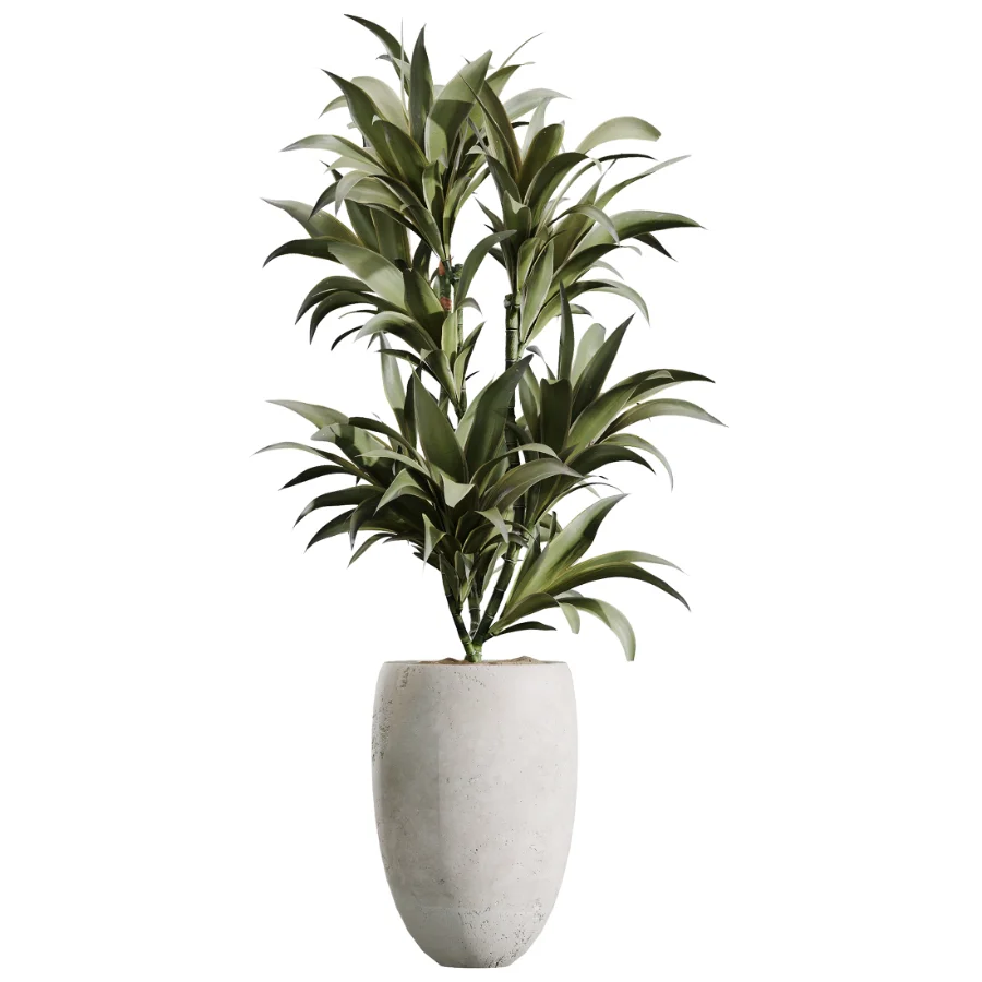 AV Indoor Plants Set 613 Olive Eucalyptus and Chemlali Olive and Ravenala Banana and Lemon Lime Cane Image 3