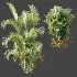 AV Plant Chrysalidocarpus Lutescens Palm Bush 01 - Thumbnail 7