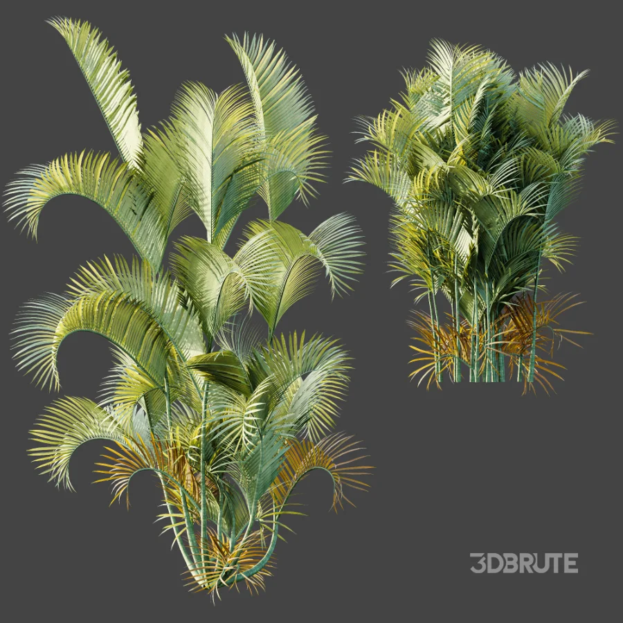 AV Plant Chrysalidocarpus Lutescens Palm Bush 01 Image 7