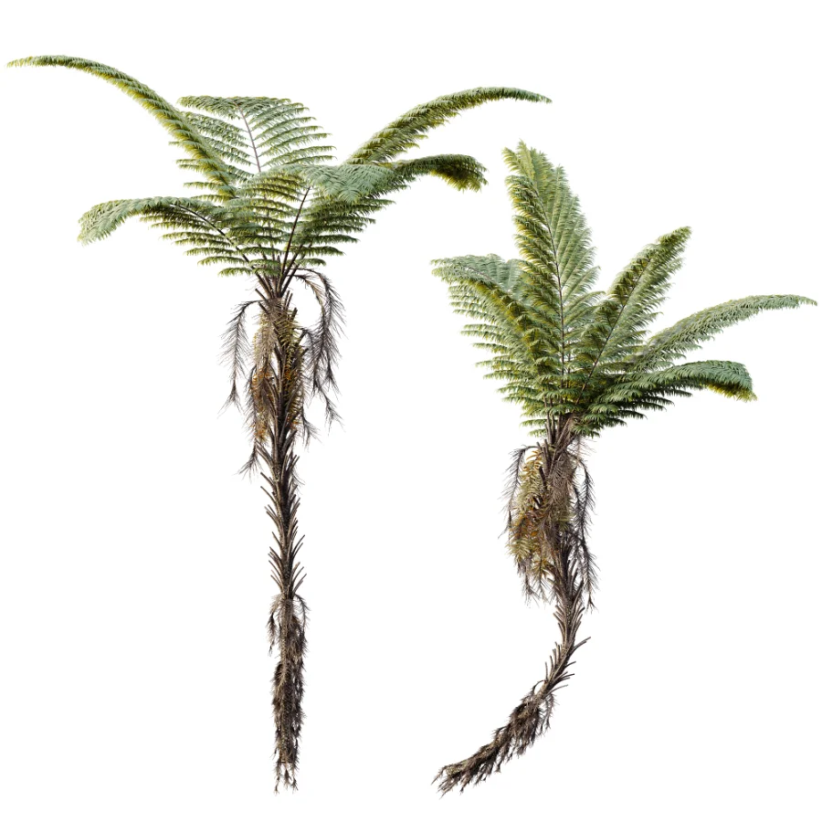 AV Plant Alsophila Spinulosa Fern Tree 01 Image 3