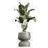 AV Indoor Plants Set 621 Olive Calathea Lutea Lemon Lime Cane African Fig - Thumbnail 3