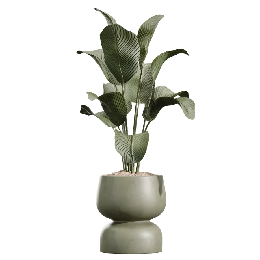 AV Indoor Plants Set 621 Olive Calathea Lutea Lemon Lime Cane African Fig Image 3