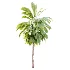 AV Plant Cordyline Petiolaris 6 Palm Tree 01 - Thumbnail 4