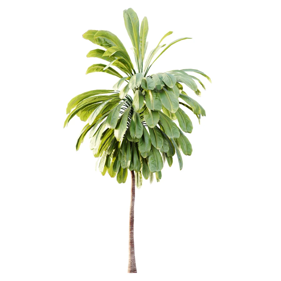 AV Plant Cordyline Petiolaris 6 Palm Tree 01 Image 4