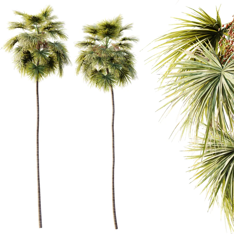 AV Plant Saribus Rotundifolius Palm Tree 01 Image 3
