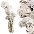 Flowers in Vase Collection 65 - Thumbnail 3