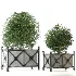 Outdoor Plant 03 – Decorative Planter Trees - Thumbnail 1
