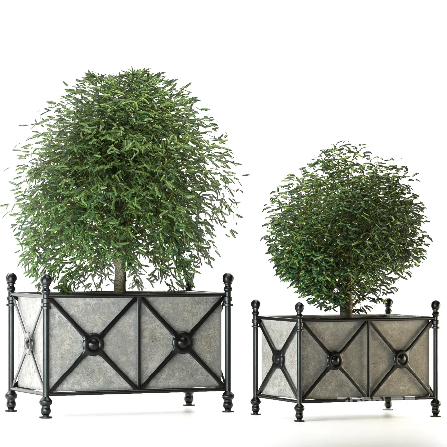 Outdoor Plant 03 – Decorative Planter Trees Image 1
