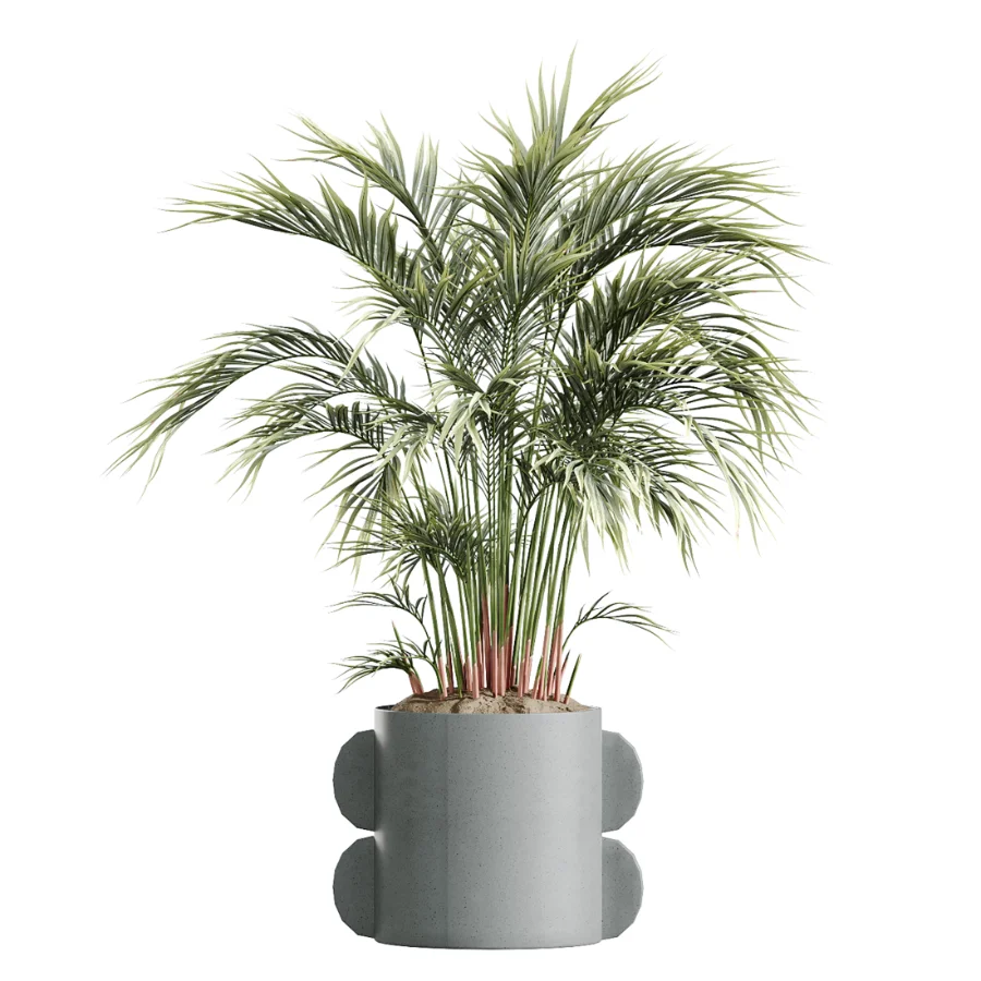 AV Indoor Plants Set 619 Elegant Monstera and Ficus Microcarpa Bonsai and Ficus Cyathistipula and Cat Reed Palm Image 4