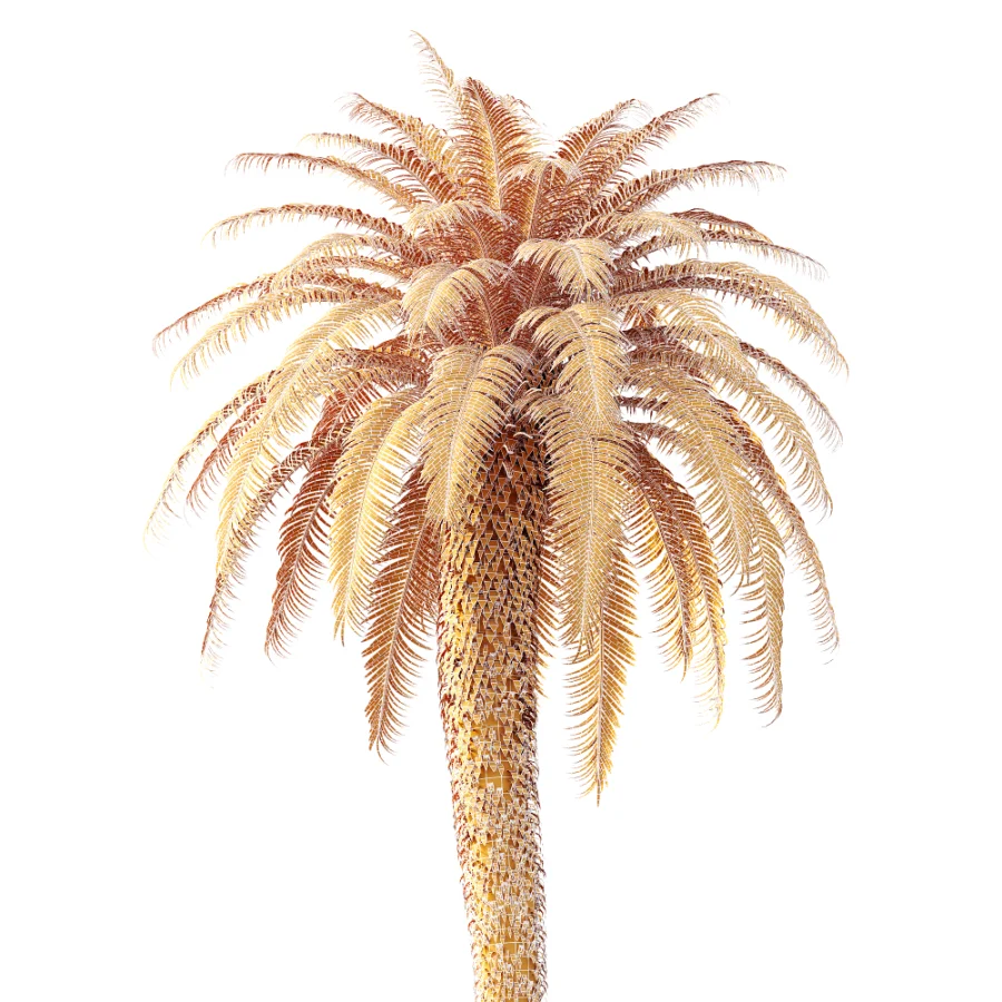 AV Plant Cycas Revoluta Palmfarn Palm Tree 01 Image 8