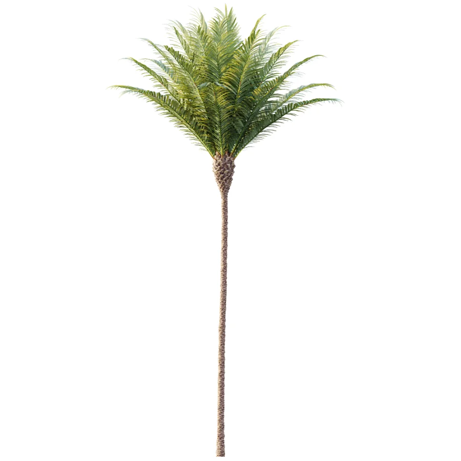 AV Plant Phoenix Canariensis Palm Tree 01 Image 2