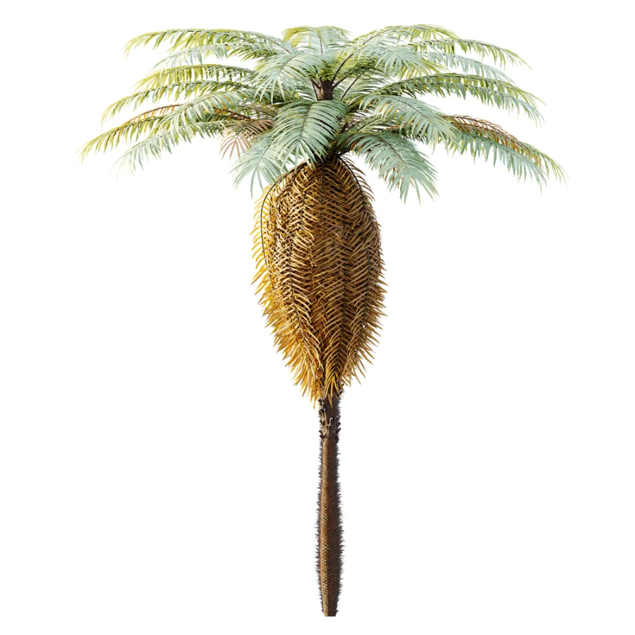 AV Plant Brainea Insignis Fern 6 Palm Tree 01 Image 1