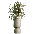 AV Indoor Plants Set 621 Olive Calathea Lutea Lemon Lime Cane African Fig - Thumbnail 4