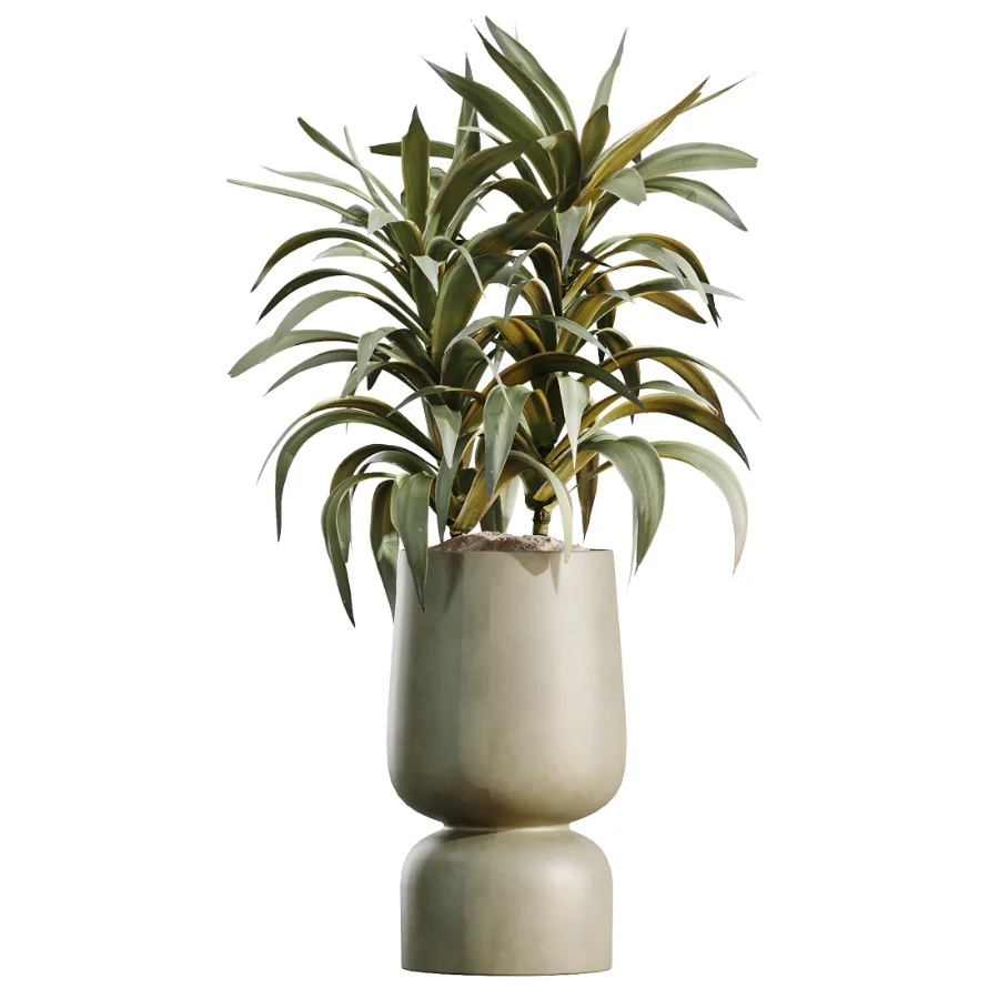 AV Indoor Plants Set 621 Olive Calathea Lutea Lemon Lime Cane African Fig Image 4