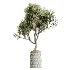 AV Indoor Plants Set 611 Banana Olive Briful Pachira Ficus Binnendijkii - Thumbnail 1