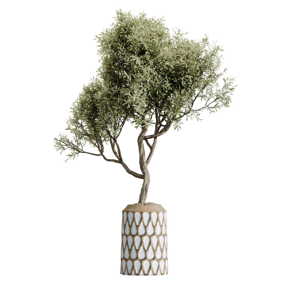 AV Indoor Plants Set 611 Banana Olive Briful Pachira Ficus Binnendijkii Image 1