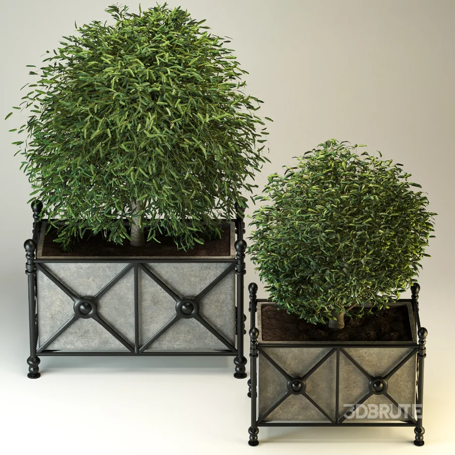 Outdoor Plant 03 – Decorative Planter Trees Image 7