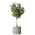 AV Indoor Plants Set 608 Orange Bird Of Paradise Palm Olive - Thumbnail 6