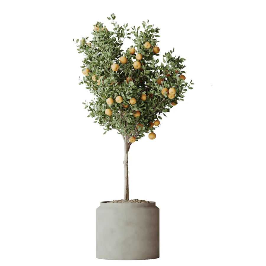 AV Indoor Plants Set 608 Orange Bird Of Paradise Palm Olive Image 6