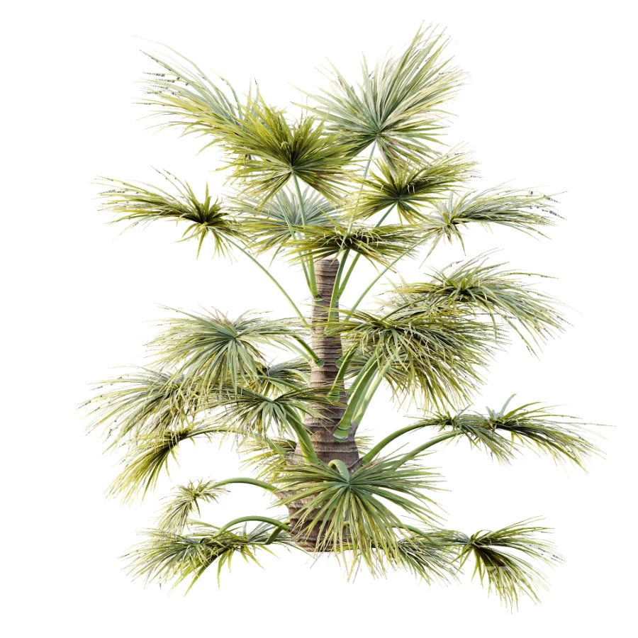 AV Plant Saribus Rotundifolius Palm Tree 01 Image 2