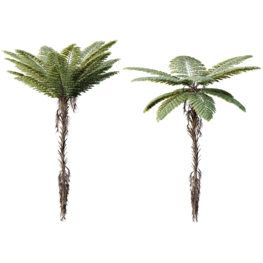 AV Plant Alsophila Spinulosa Fern Tree 01 Image 2