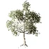 Tree 01 - Thumbnail 2
