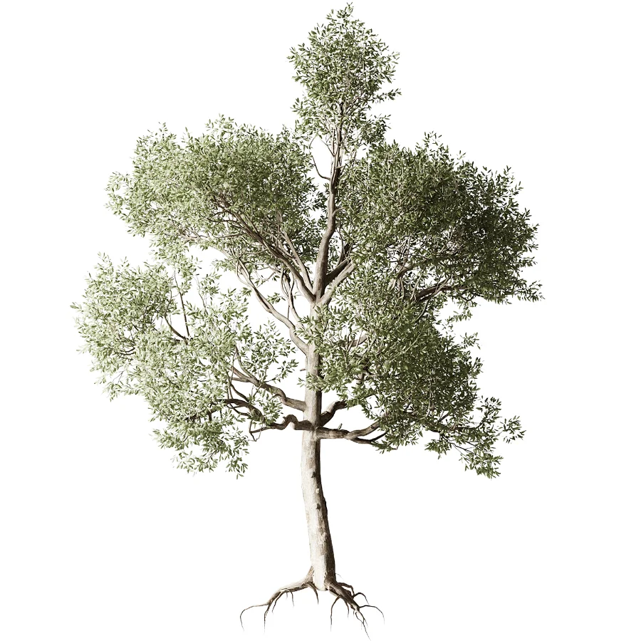 Tree 01 Image 2