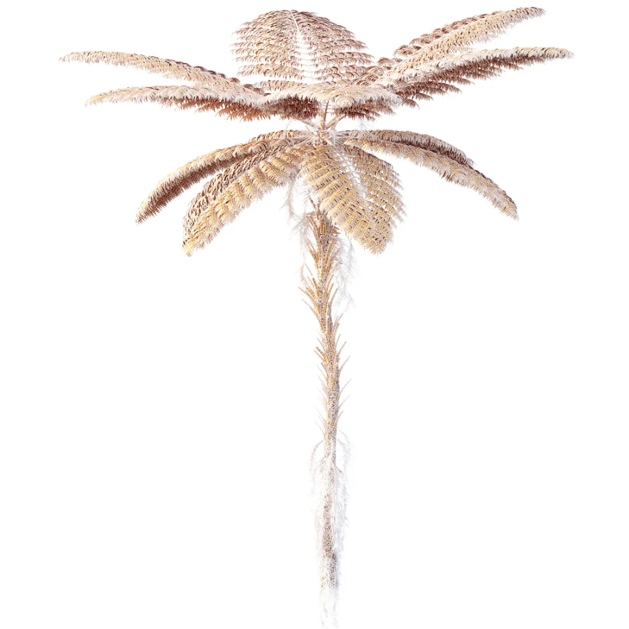 AV Plant Alsophila Spinulosa Fern Tree 01 Image 8