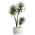 AV Indoor Plants Set 607 Yucca Alocasia Elefantenoh Ficus Marginata Ficus Fig - Thumbnail 3