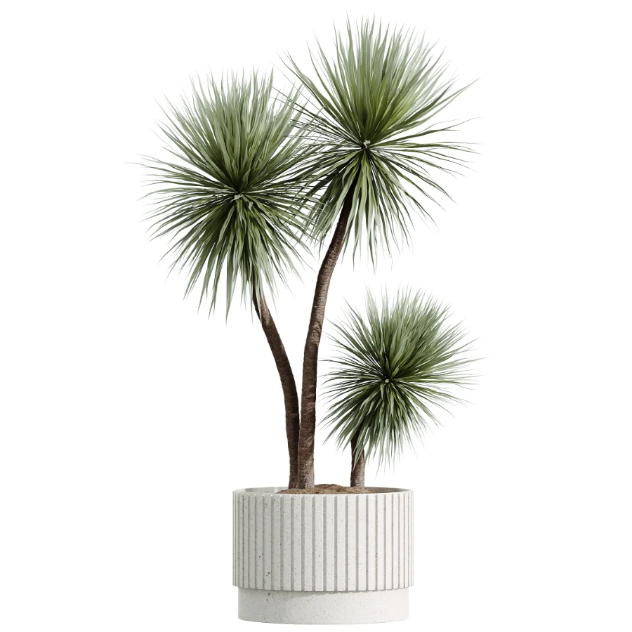 AV Indoor Plants Set 607 Yucca Alocasia Elefantenoh Ficus Marginata Ficus Fig Image 3