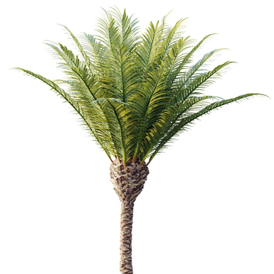 AV Plant Phoenix Canariensis Palm Tree 01 Image 1