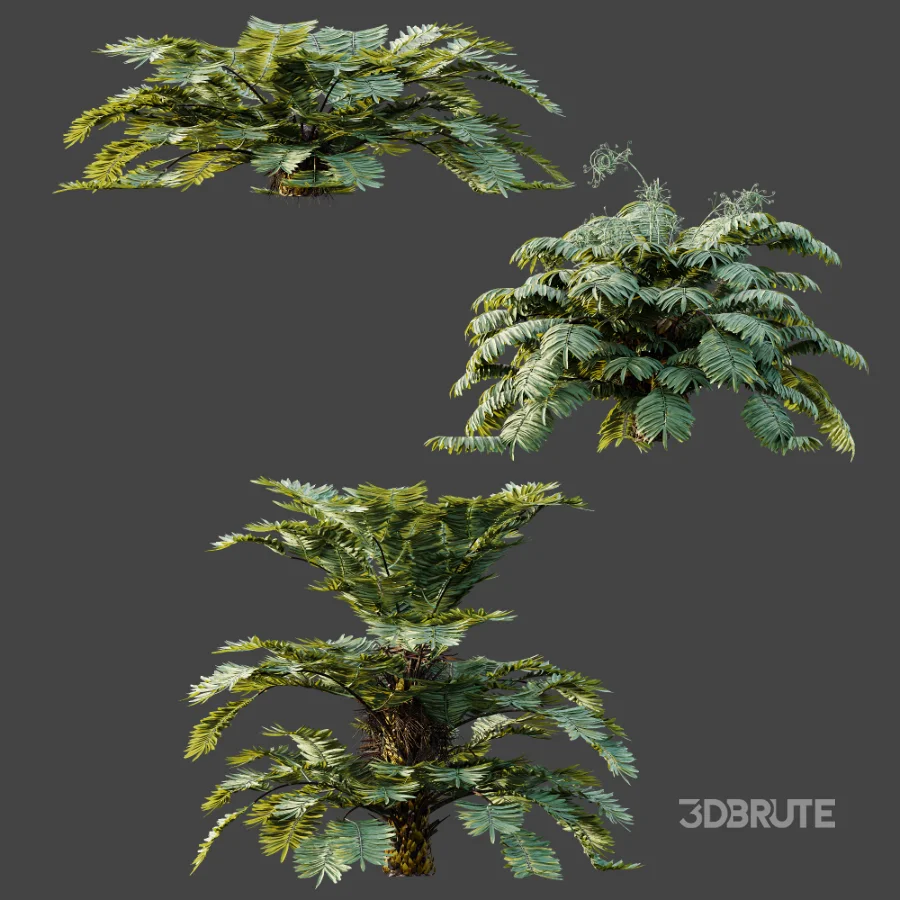 AV Plant Angiopteris Fokiensis Fern 6 Palm Bush 01 Image 9