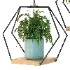 Hanging Plant 06 - Thumbnail 5